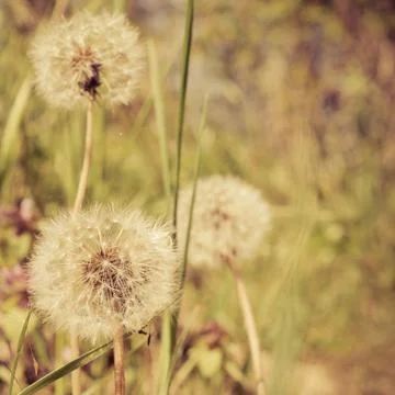 Closeup of dandelion Stock Photos