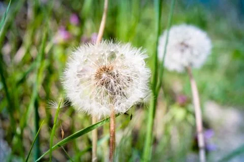 Closeup of dandelion Foto stock