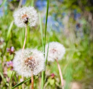 Closeup of dandelion Foto stock