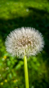 Closeup of a dandelion Stock Photos
