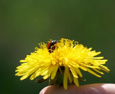 Closeup dandelion with red ladybug Stock Photos