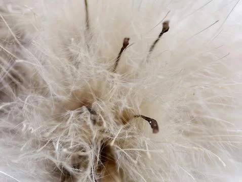 Closeup dandelion seed head with delicate white fluff and slender filaments.. Stock Photos