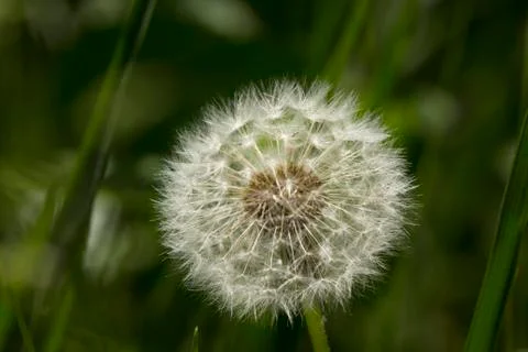 Closeup of dandelion seed head Stock Photos