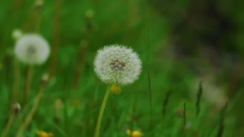 Closeup of a dandelion seed head, showcasing the intricate and delicate design Stock Footage 311259947