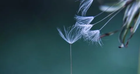 Closeup of dandelion seed/ Fotos de archivo