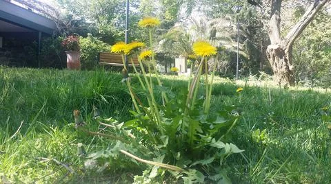 Closeup dandelions on the ground Stock Photos