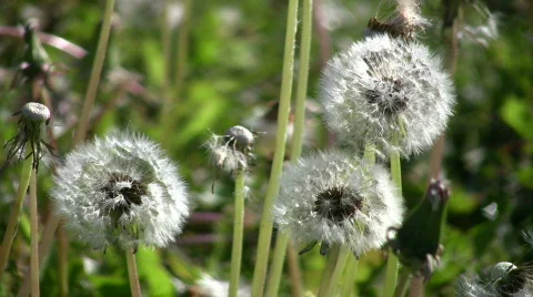 Closeup of dandelions seeding in a field (High Definition) Stock Footage 359229