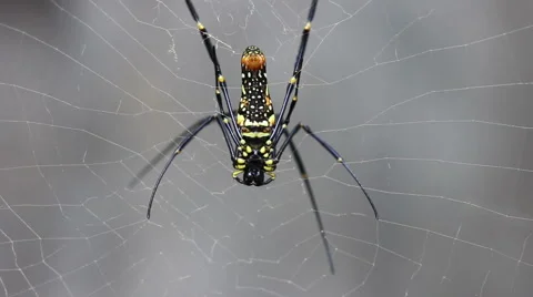 Closeup of Dangerous Looking Spider Stock Footage 51561928