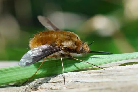 Closeup on the Dark-bordered bee fly, Bombylius major , a parasite on mining bee Stock Photos
