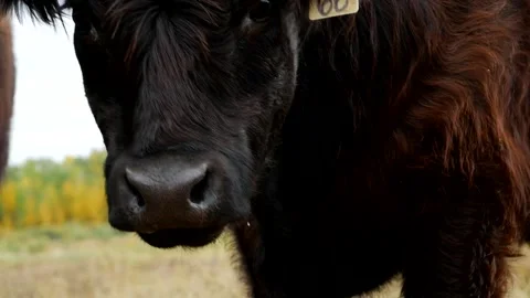 Closeup Dark Brown Fuzzy Steer 스톡 동영상 153240133