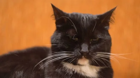 A closeup of a dark cat. Turns his head 4K Stock-Footage 121010650
