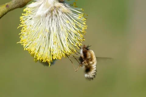 Closeup on the dark-edged bee-fly, Bombylius major , a parasite on mining bees, Foto stock
