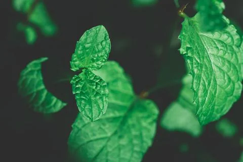 Closeup dark green mint on shadow background with sunlight Stock Photos