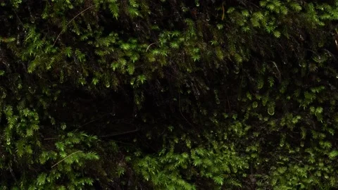A closeup of a dark moss with water drops dripping down. Stock Footage 142412003