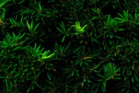 Closeup dark pine tree branches background graphic Stock Photos