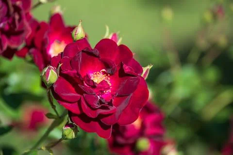 Closeup of dark red rose in full bloom in spring Stock Photos