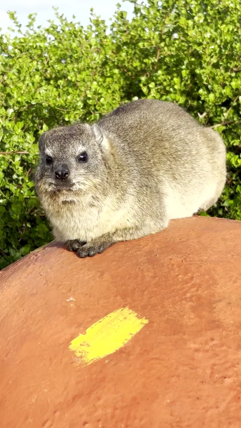Closeup of dassie (rock badger) basking in sun on coastline in Hermanus Stock Footage 345278532