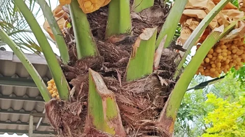 Closeup of Date Palm Tree Trunk and Golden Fruits in Plantation. Stock Footage 340488093