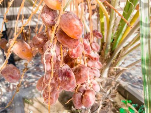 Closeup of dates fruit hanging on the tree and ready to crop Stock Photos