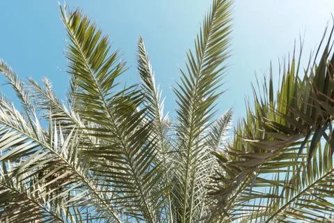 Closeup to dates palms pointing to blue sky at sunny bright day Stock Photos