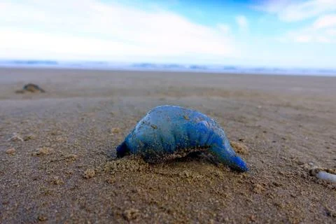 Closeup of dead blue jellyfish on the beach, 90 mile beach, New Zealand Stock Photos