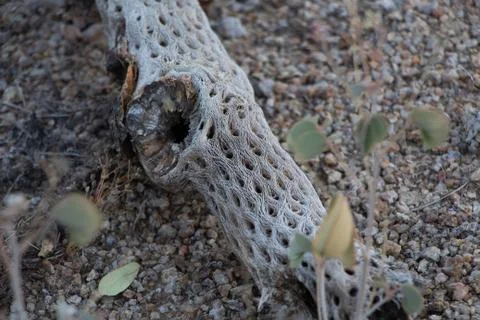 Closeup of Dead Cholla Cactus Stock-Fotos