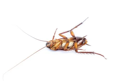 Closeup dead cockroach on white background Stock Photos