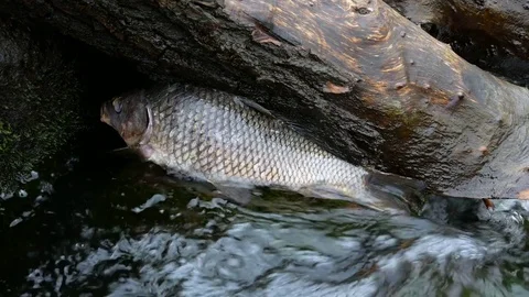 Closeup of dead fish in the river Stock Footage 80424624