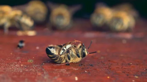 Closeup of dead honey bee Stock Footage 230031290