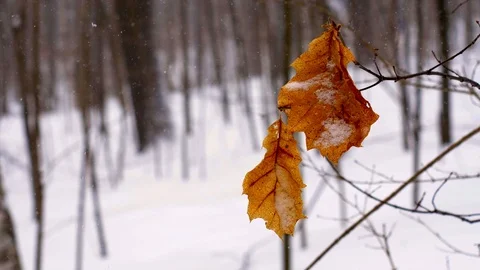 Closeup, dead maple leaf swinging in a breeze, snowy winter day, slow motion Stock Footage 113818125