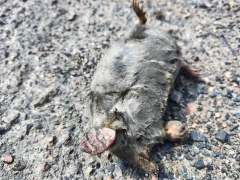 Closeup dead mole on path in the forest Stock Photos