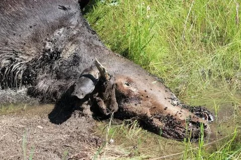 The closeup of a dead moose's head Stock Photos