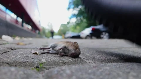 Closeup Of Dead Mouse On Sidewalk With Two Cyclists Moving In Background Blur Stock Footage 336027304