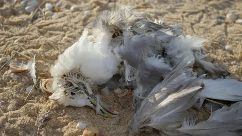 Closeup of Dead Seagull Body on Beach, Polluted Environment and Nature, 4k Stock Footage 201128497