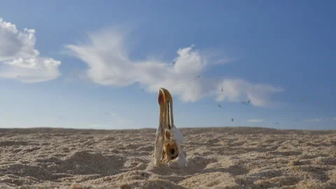 Closeup of Dead Seagull Hea on Sandy Beach, Polluted Environment, Slow Motion Stock Footage 201124962