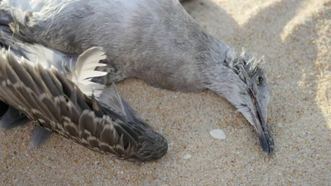 Closeup of Dead Seagull on Ocean Beach, Climate Change, 4k Stock Footage 201129195