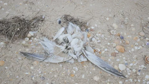 Closeup of Dead Seagull on Sandy Beach, Polluted Environment and Disaster, 4k Stock Footage 201124232