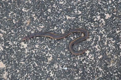 Closeup of Dead Snake Stock Photos