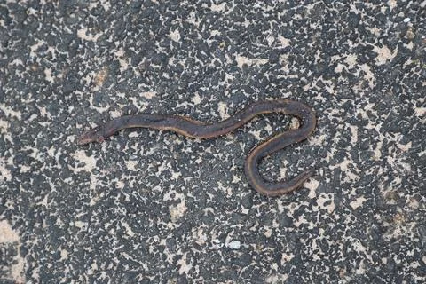 Closeup of Dead Snake Stock Photos