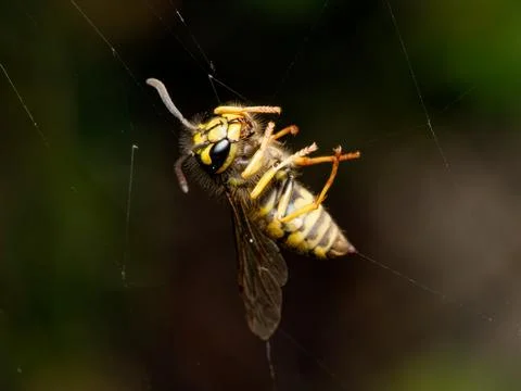 Closeup of dead yellow jacket bee in spider web Foto stock