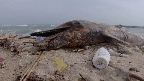 Closeup of dead young dolphin is washed up on the shore surrounded by plastic Stock Footage 126219654