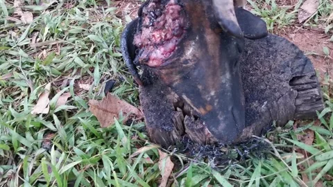 Closeup of dead's head goat on the ground Stock Footage 292512901