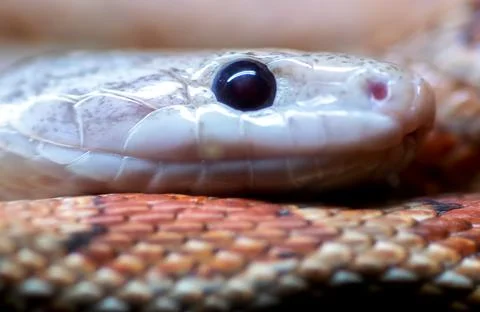 Closeup deatiled image of a corn snake Stock Photos