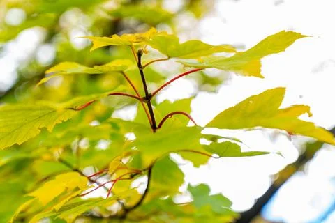 Closeup deciduous maple (Acer) leaves with yellowish-green blades and disti.. Stock Photos