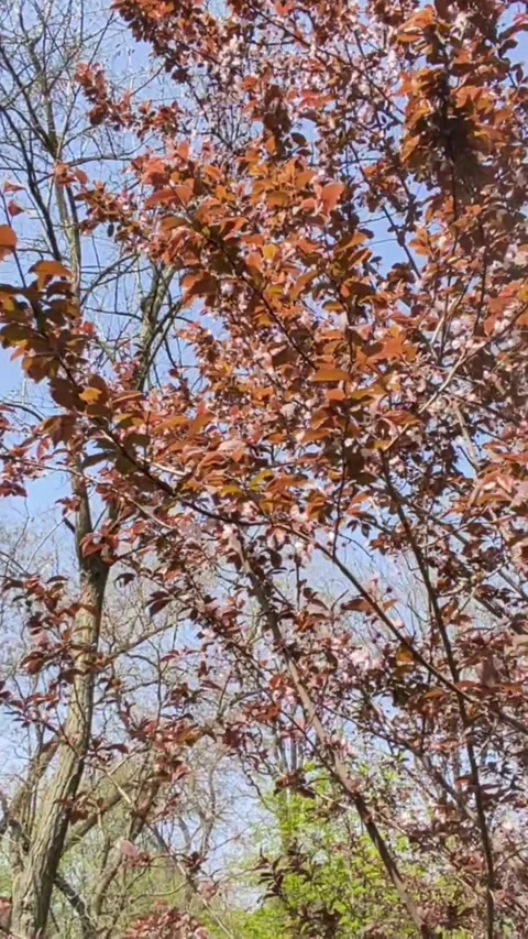 Closeup of a deciduous tree with red leaves against a blue sky Stock Footage 272227441