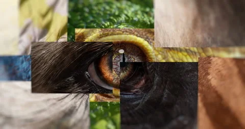 Closeup of deconstructed animals eye puzzle  looking at the camera Stock Footage 265688878