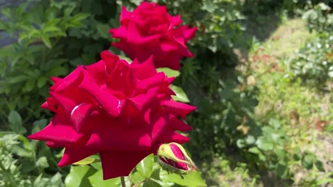 Closeup decorative red rose. Red roses. Close up shot of red roses on park. Stock Footage 155968344