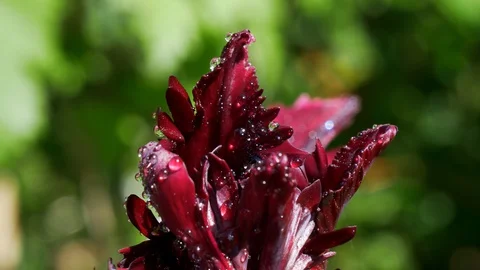 Closeup Deep Red Tulip 1 Stock Footage 129160942