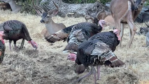 Closeup of deer and turkeys 스톡 동영상 315412276