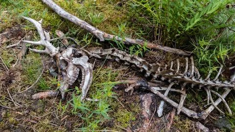 Closeup of Deer Bones Stock Photos